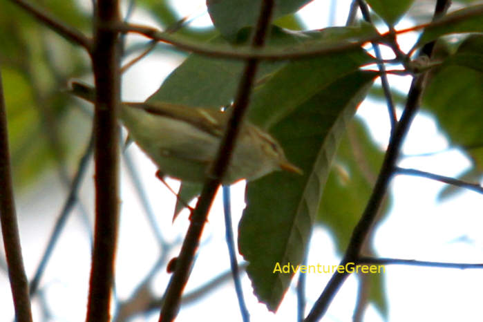 Two-barred Warbler in Vietnam