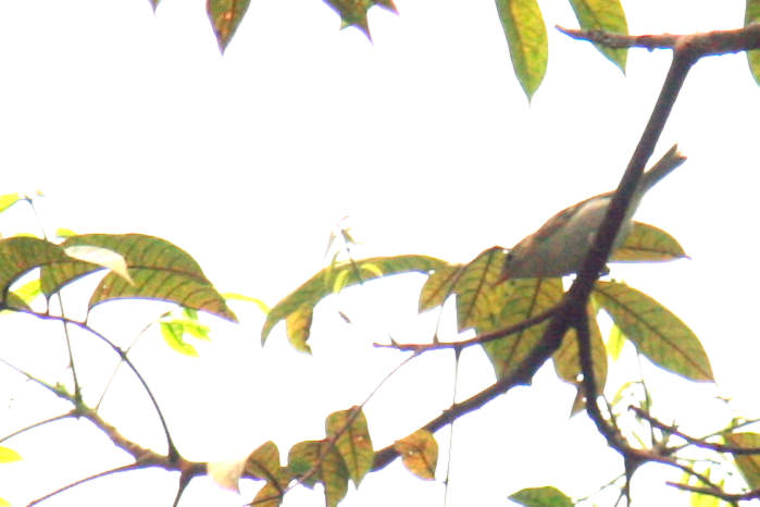 Yellow-Browed Warbler