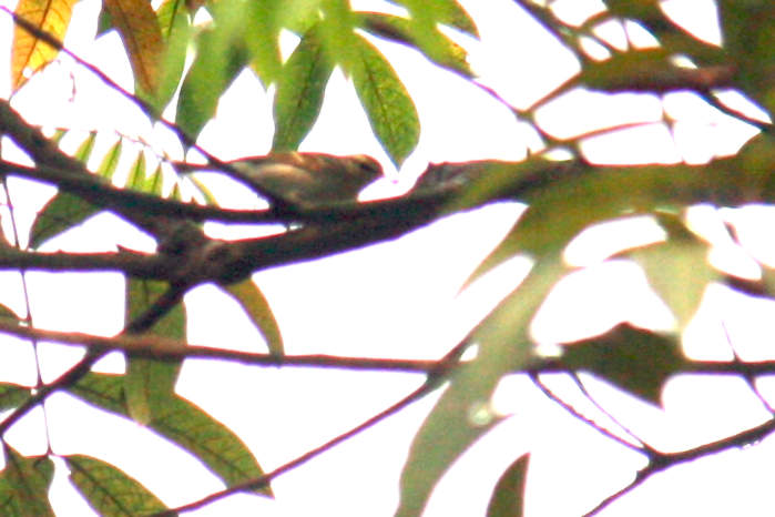 Yellow-Browed Warbler