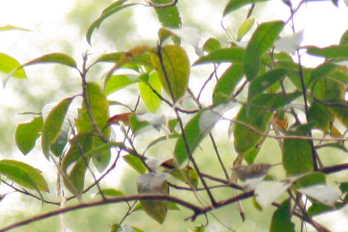 Yellow-Browed Warbler