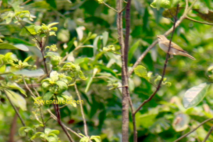 Yellow-Browed Warbler