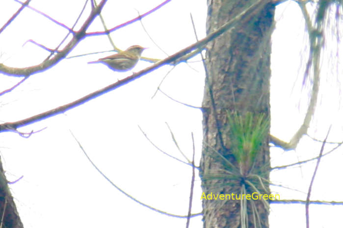 Yellow-Browed Warbler