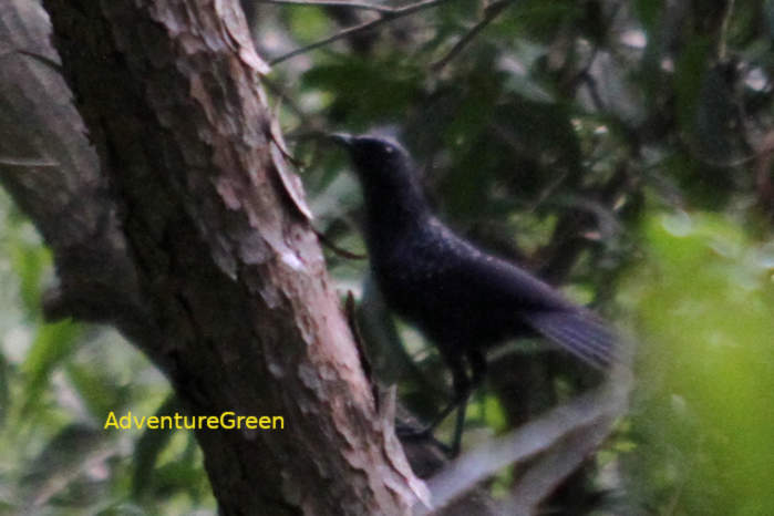 Blue Whistling Thrush in Vietnam