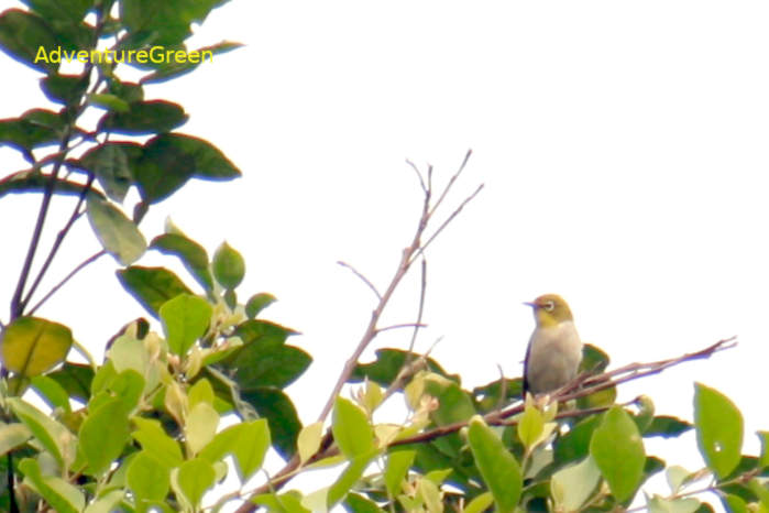 Swinhoe's White-eye