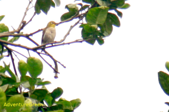 Swinhoe's White-eye