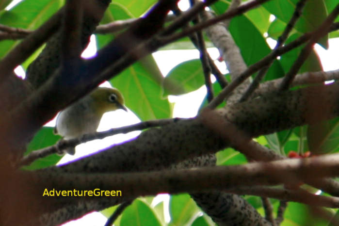 Swinhoe's white-eye in Vietnam