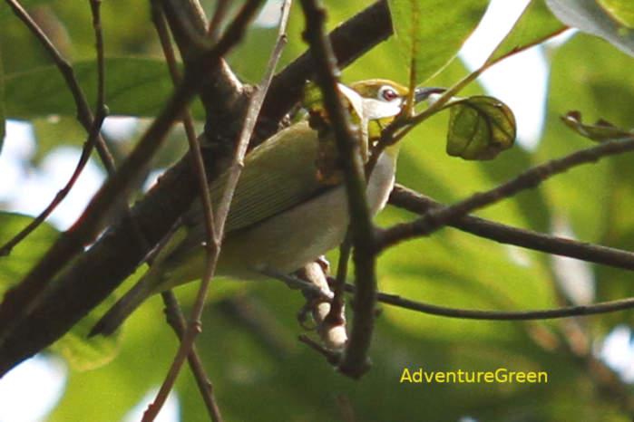 Swinhoe's white-eye in Vietnam