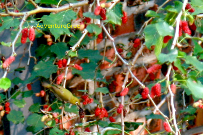 Swinhoe's White-eye