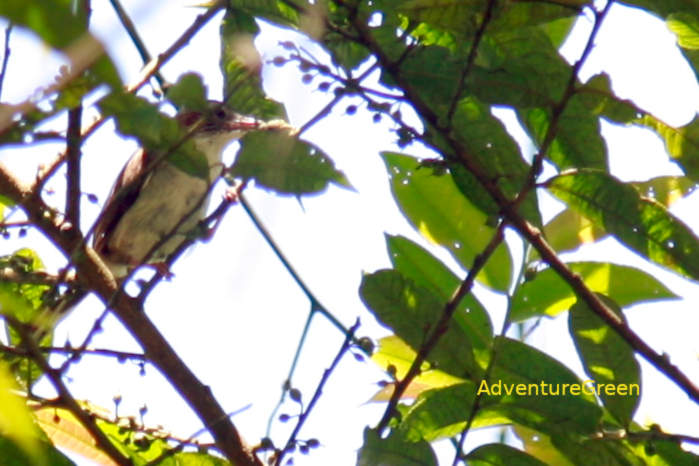 Indochinese yuhina in vietnam in May 2026