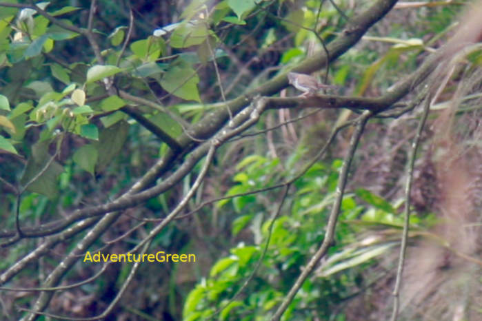 Indochinese yuhina in Vietnam