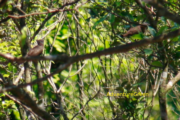 Indochinese yuhina in vietnam in May 2026
