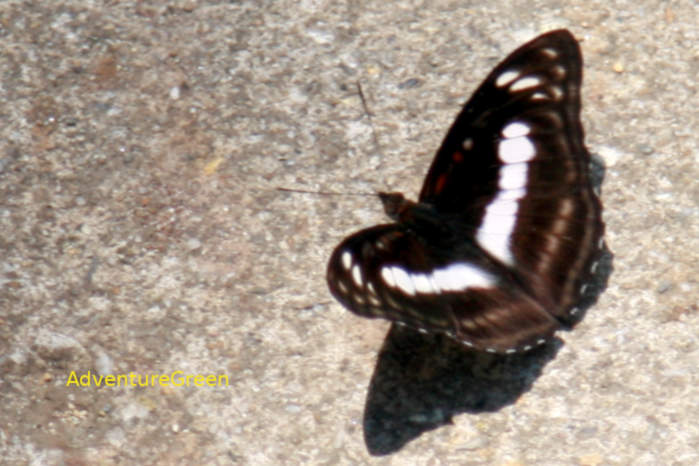 Athyma in Vietnam