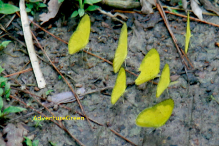 Pieridae in Vietnam