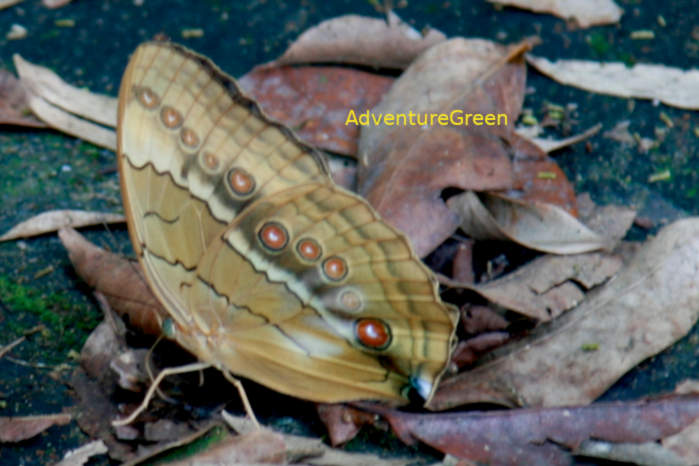 Lepidoptera in Vietnam