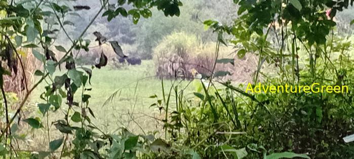 Gaurs at Cat Tien National Park, Vietnam Gaurs at Cat Tien National Park, Vietnam