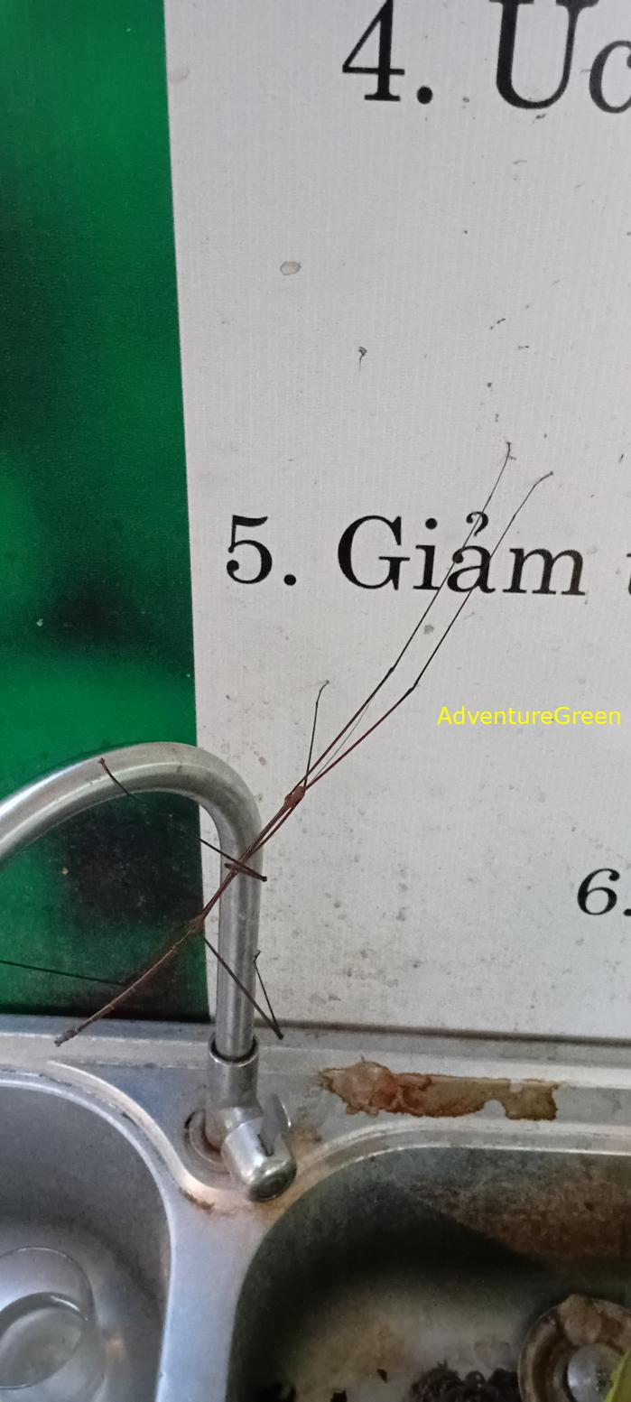 A stick bug at Cuc Phuong National Park in Ninh Binh, Vietnam A stick bug at Cuc Phuong National Park in Ninh Binh, Vietnam