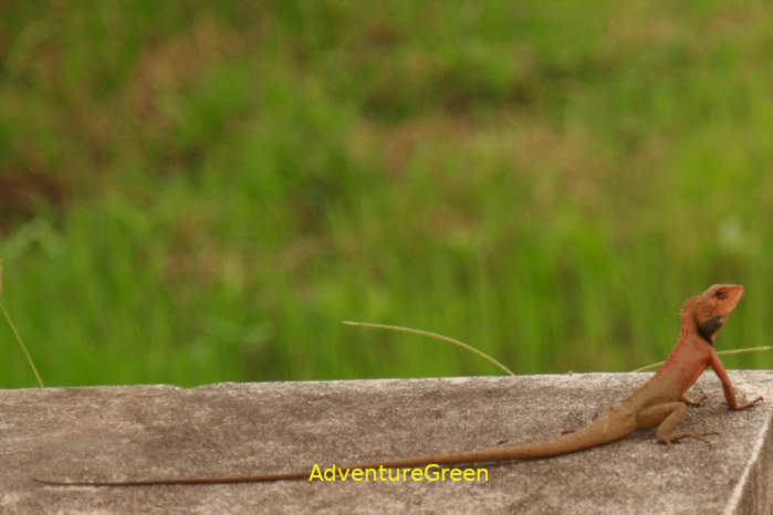 Oriental garden lizard Vietnam