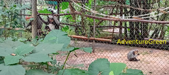 Black-shanked douc at Cuc Phuong National Park Vietnam