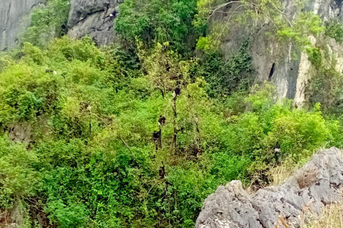 The Van Long Nature Reserve: Delacour's langurs