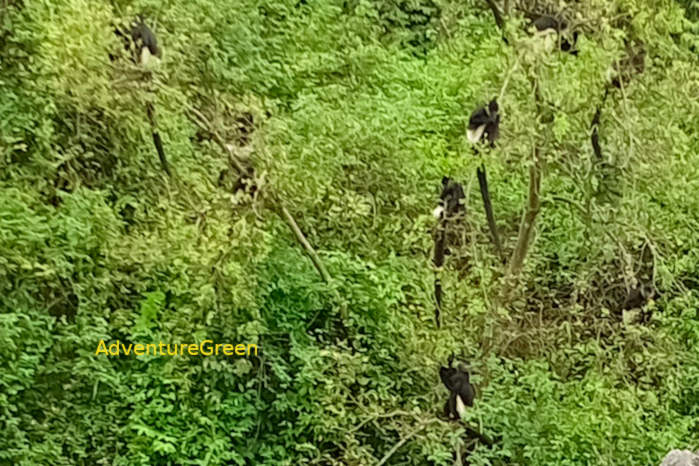 Trachypithecus: lutungs, langurs, or leaf monkeys in Vietnam