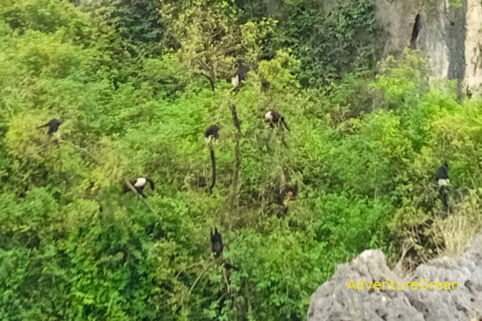 Delacour's langur at Van Long Nature Reserve Vietnam