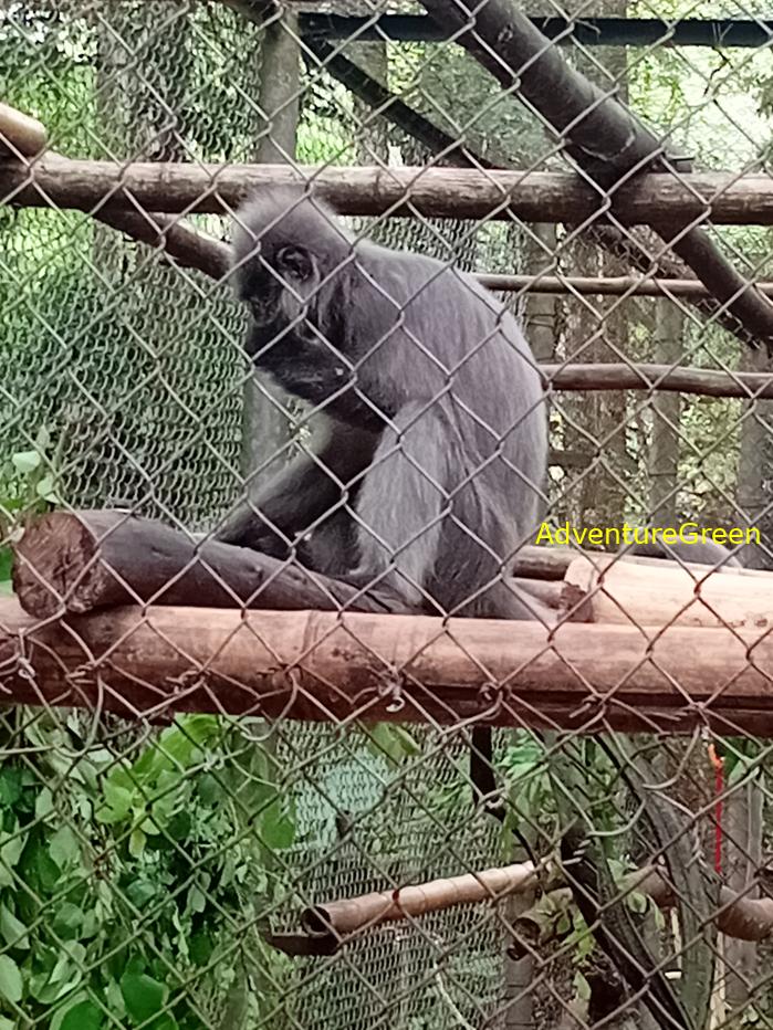Indochinese silvered langur at Cuc Phuong National Park, Ninh Binh Province, Vietnam