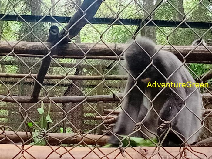 Indochinese silvered langur at Cuc Phuong National Park, Ninh Binh Province, Vietnam