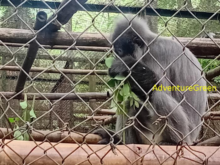 Indochinese Silvered Langur, Germain's langur