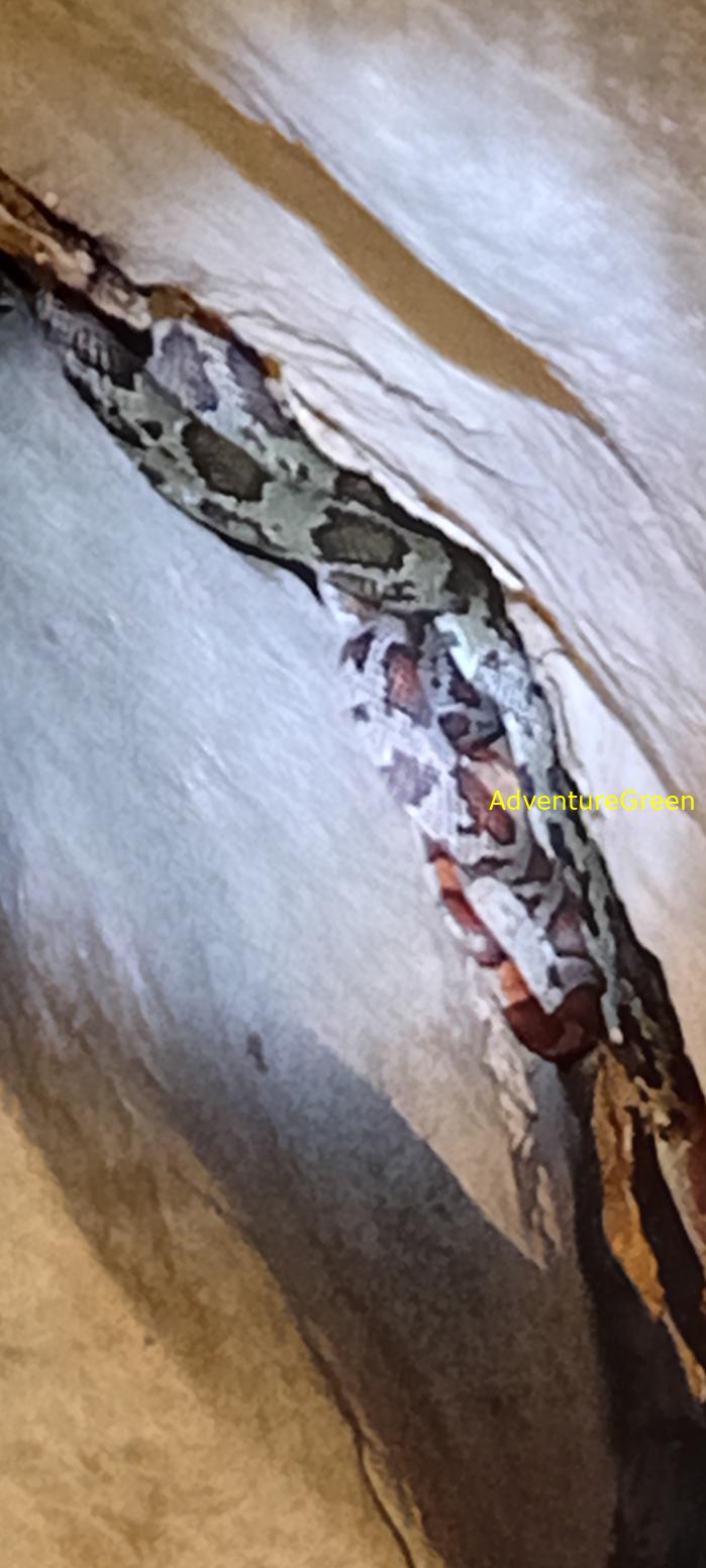 A flower snake at Cuc Phuong National Park, Vietnam A flower snake at Cuc Phuong National Park, Vietnam