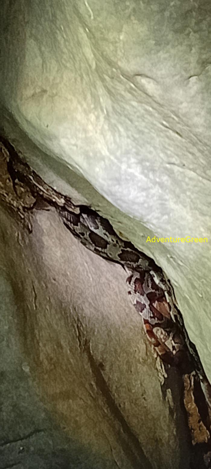A flower snake at Cuc Phuong National Park, Vietnam
