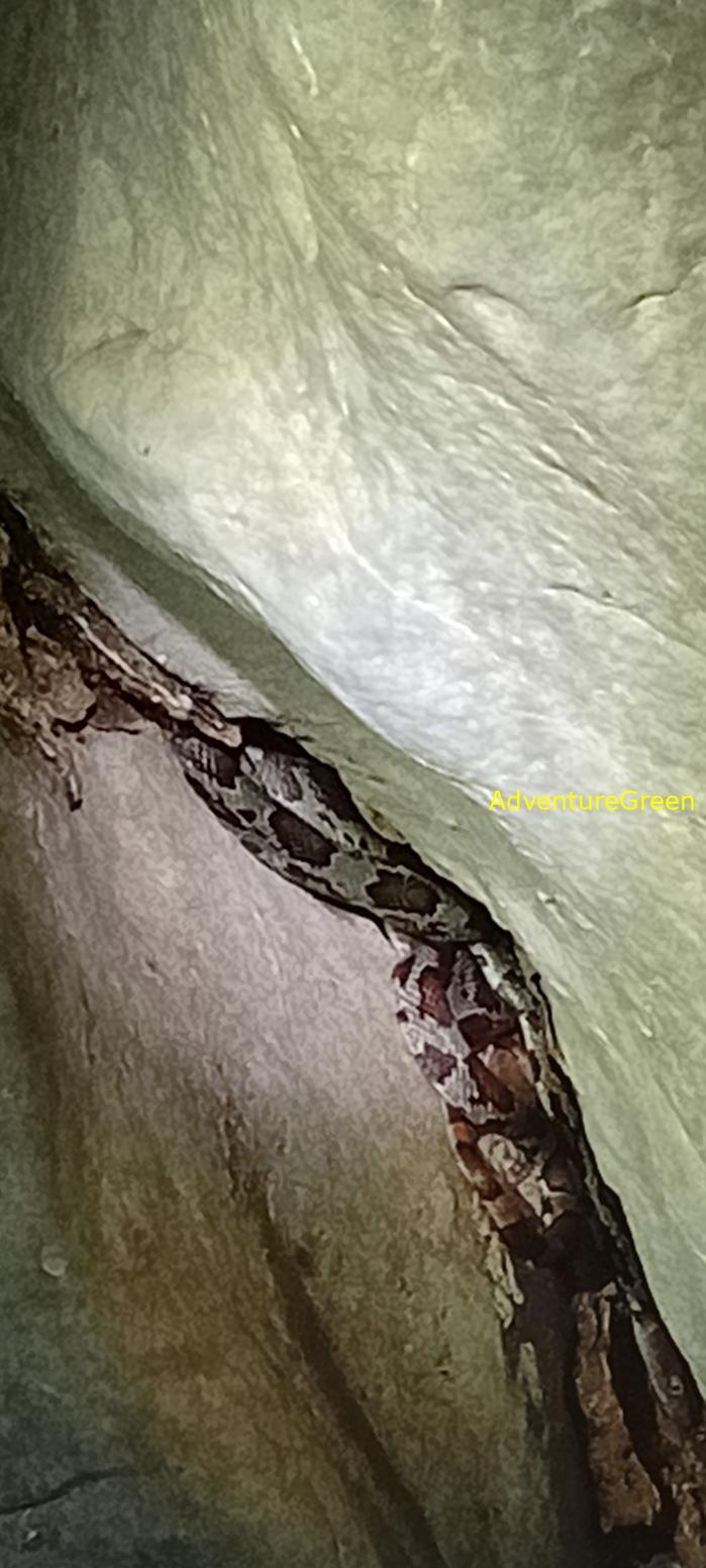 A flower snake at Cuc Phuong National Park, Vietnam