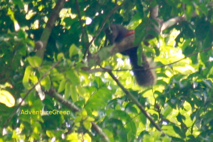 Red-bellied tree squirrel in Vietnam