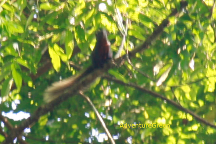 Red-bellied tree squirrel in Vietnam