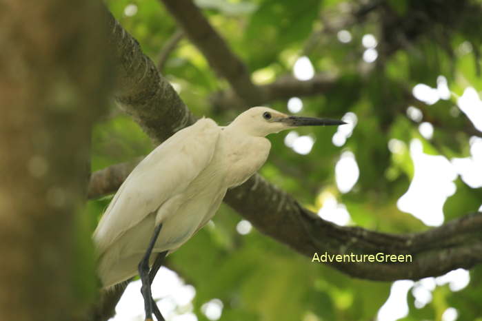 Tra Su Nature Reserve, An Giang Province, Vietnam