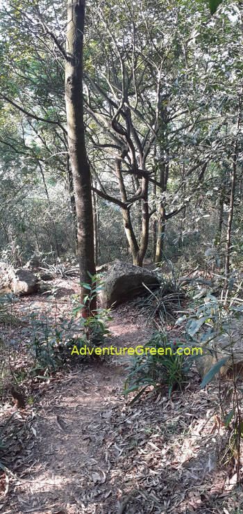 Trekking to the Phat Tich Pagoda, forest trail