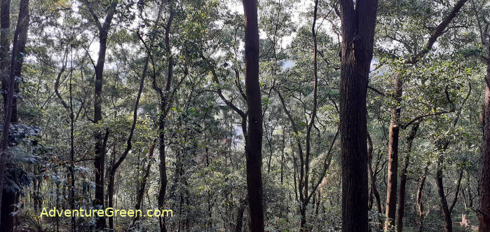 Trekking to the Phat Tich Pagoda, forest trail