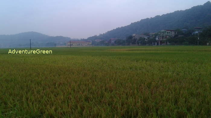 Rice fields at Tien Du District, Bac Ninh Province