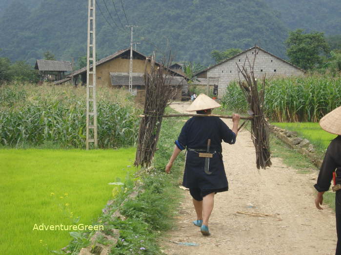 A Tay lady carrying firewood home