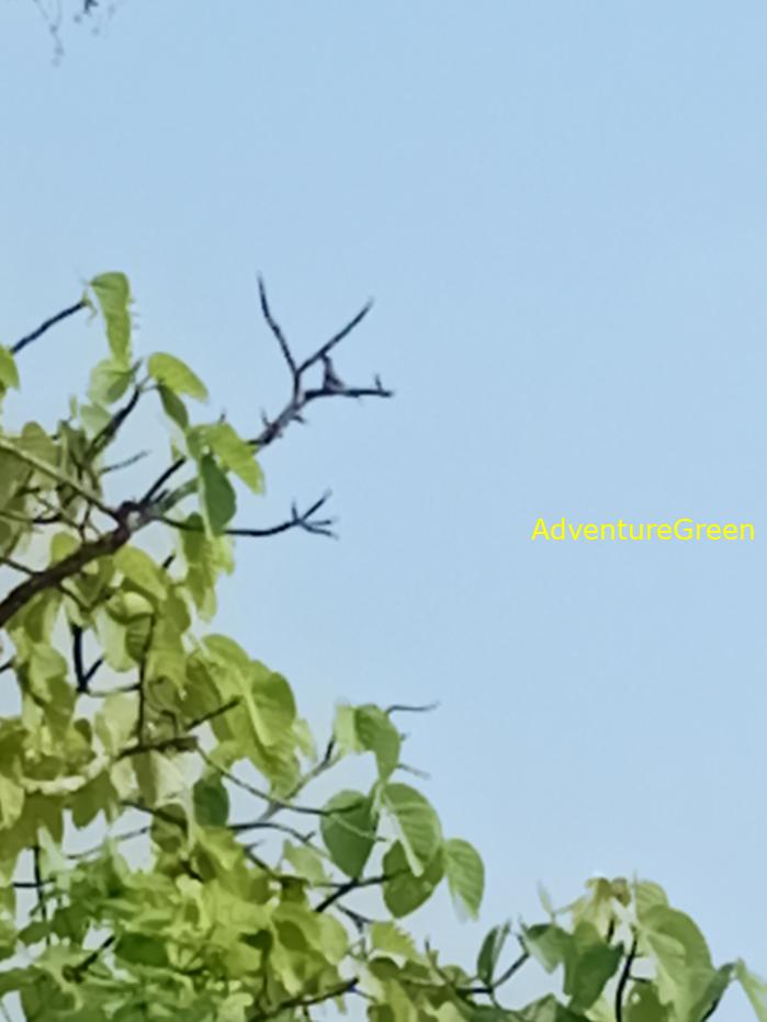 Best bird watching tours in southern Vietnam