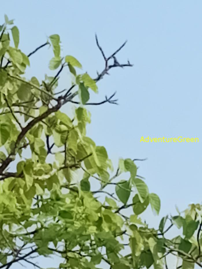 Best bird watching tours in southern Vietnam