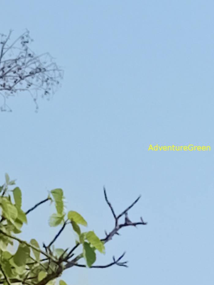 Best bird watching tours in southern Vietnam