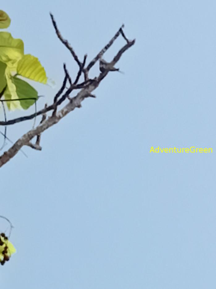 Best bird watching tours in southern Vietnam