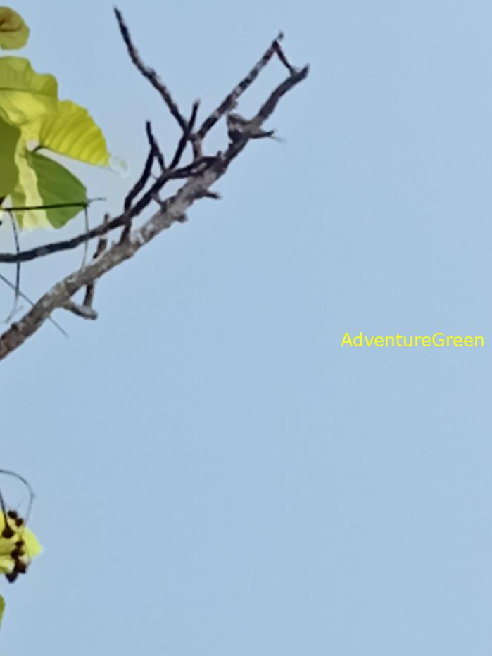 Best bird watching tours in southern Vietnam