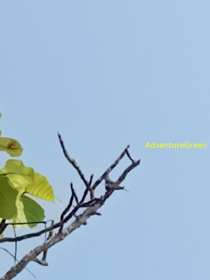 Best bird watching tours in southern Vietnam