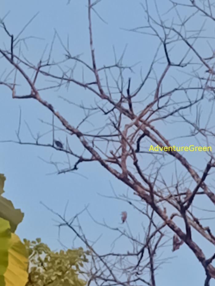 Best bird watching tours in southern Vietnam