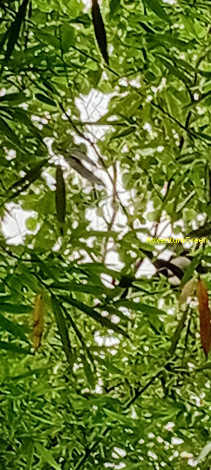 Bike and Hike Tour the Cat Tien National Park in Vietnam Bike and Hike Tour the Cat Tien National Park in Vietnam