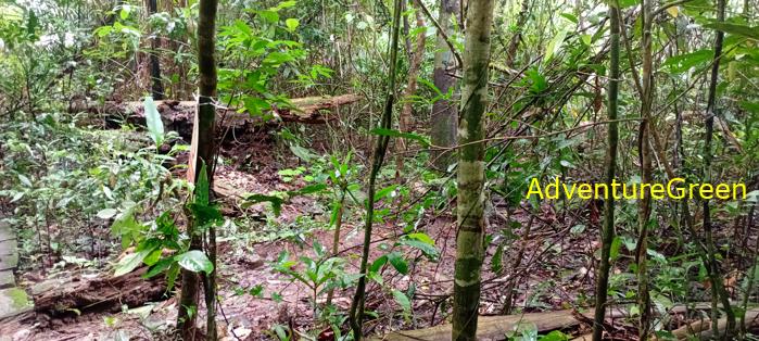 Bike and Hike Tour the Cat Tien National Park in Vietnam Bike and Hike Tour the Cat Tien National Park in Vietnam
