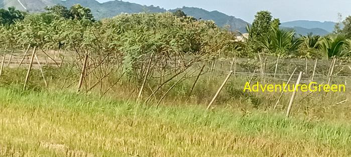 Bike and Hike Tour the Cat Tien National Park in Vietnam Bike and Hike Tour the Cat Tien National Park in Vietnam