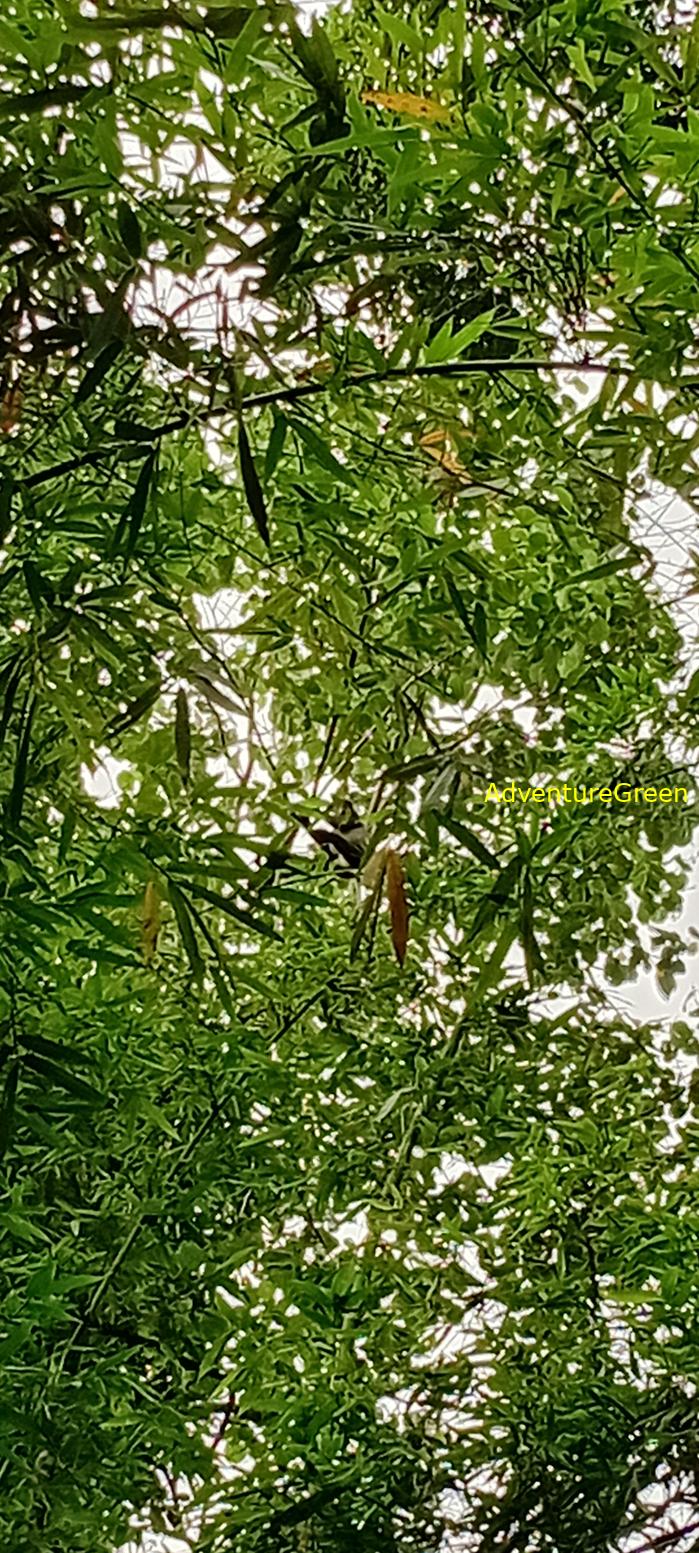 Bike and Hike Tour the Cat Tien National Park in Vietnam Bike and Hike Tour the Cat Tien National Park in Vietnam
