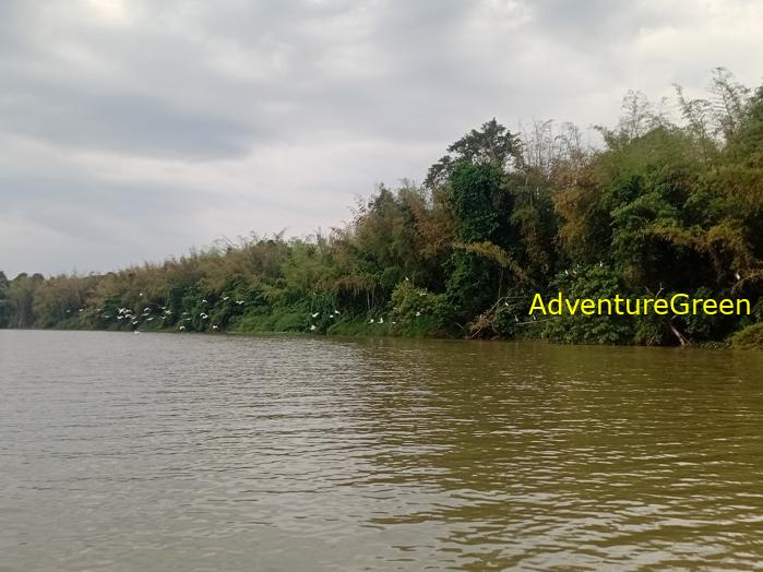 Birdwatching on the Dong Nai River in southern Vietnam